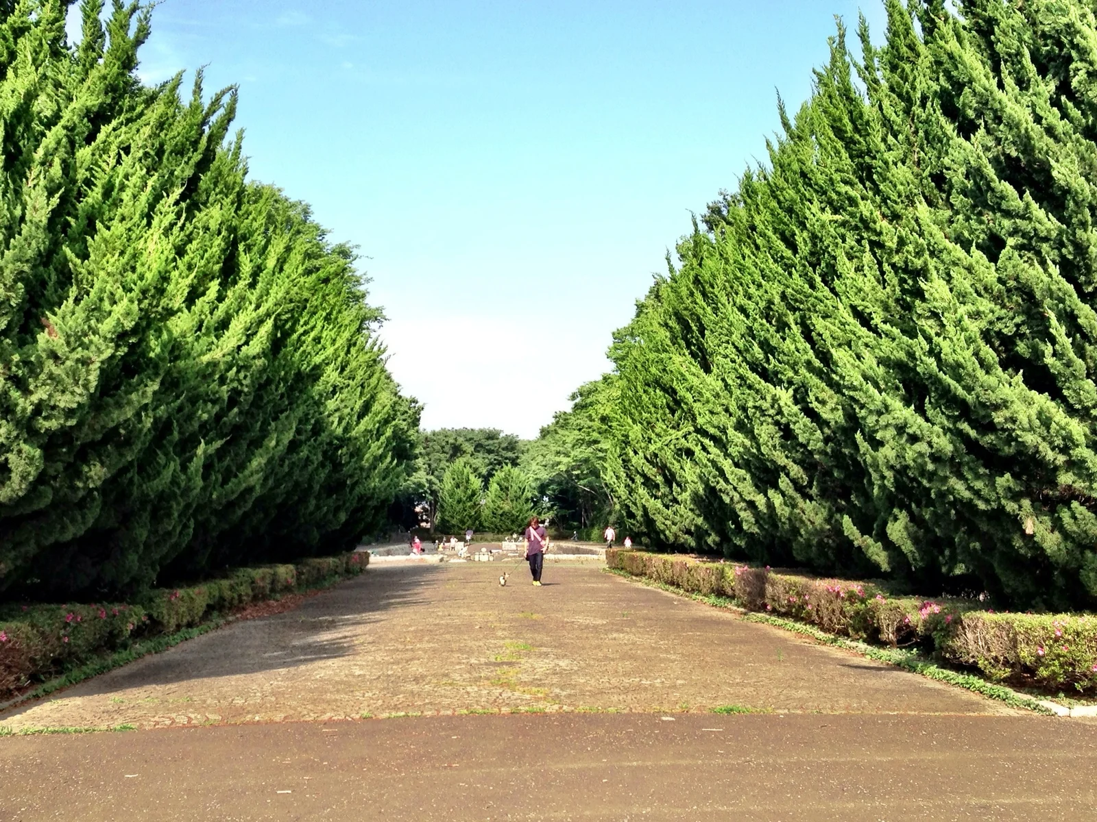 青空と緑の並木が広がる所沢航空記念公園の風景